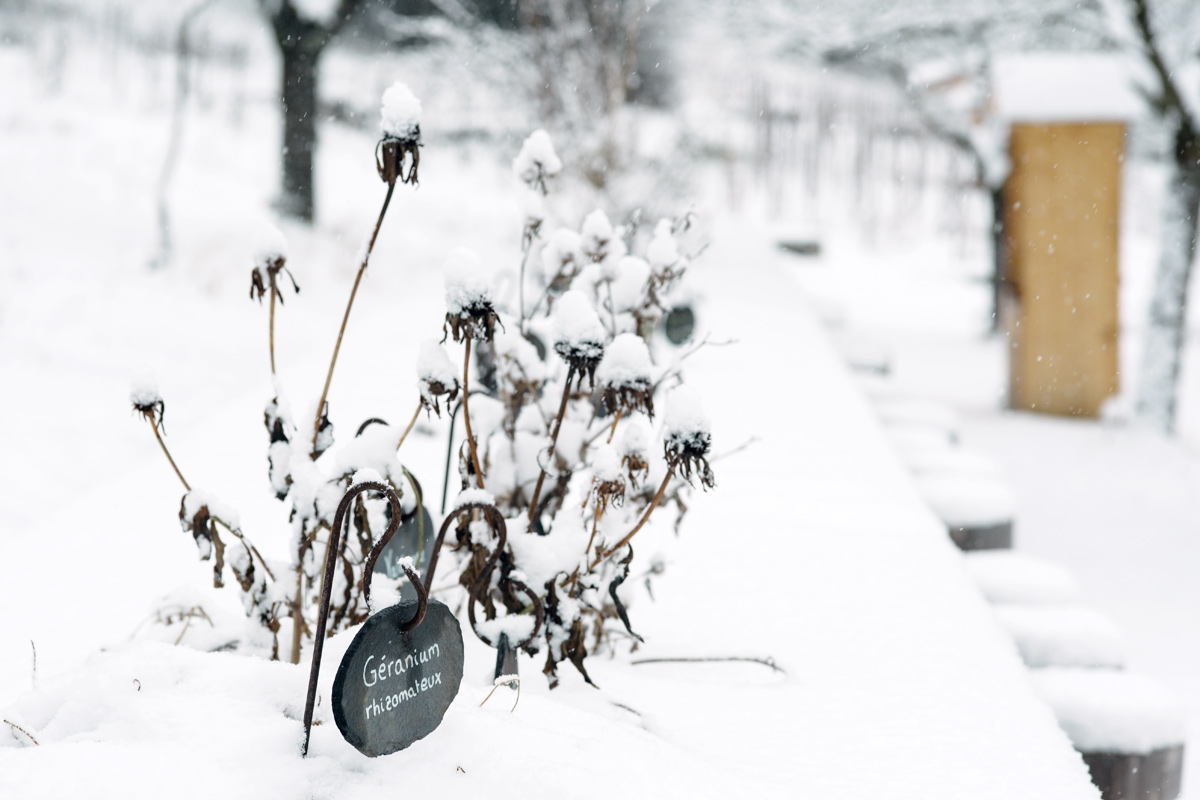 Jardin botanique de Neuchâtel – Hiver