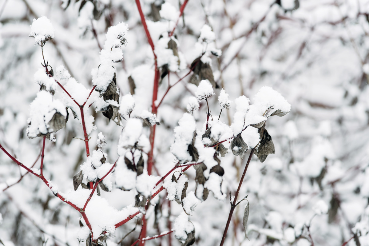 Jardin botanique de Neuchâtel – Hiver