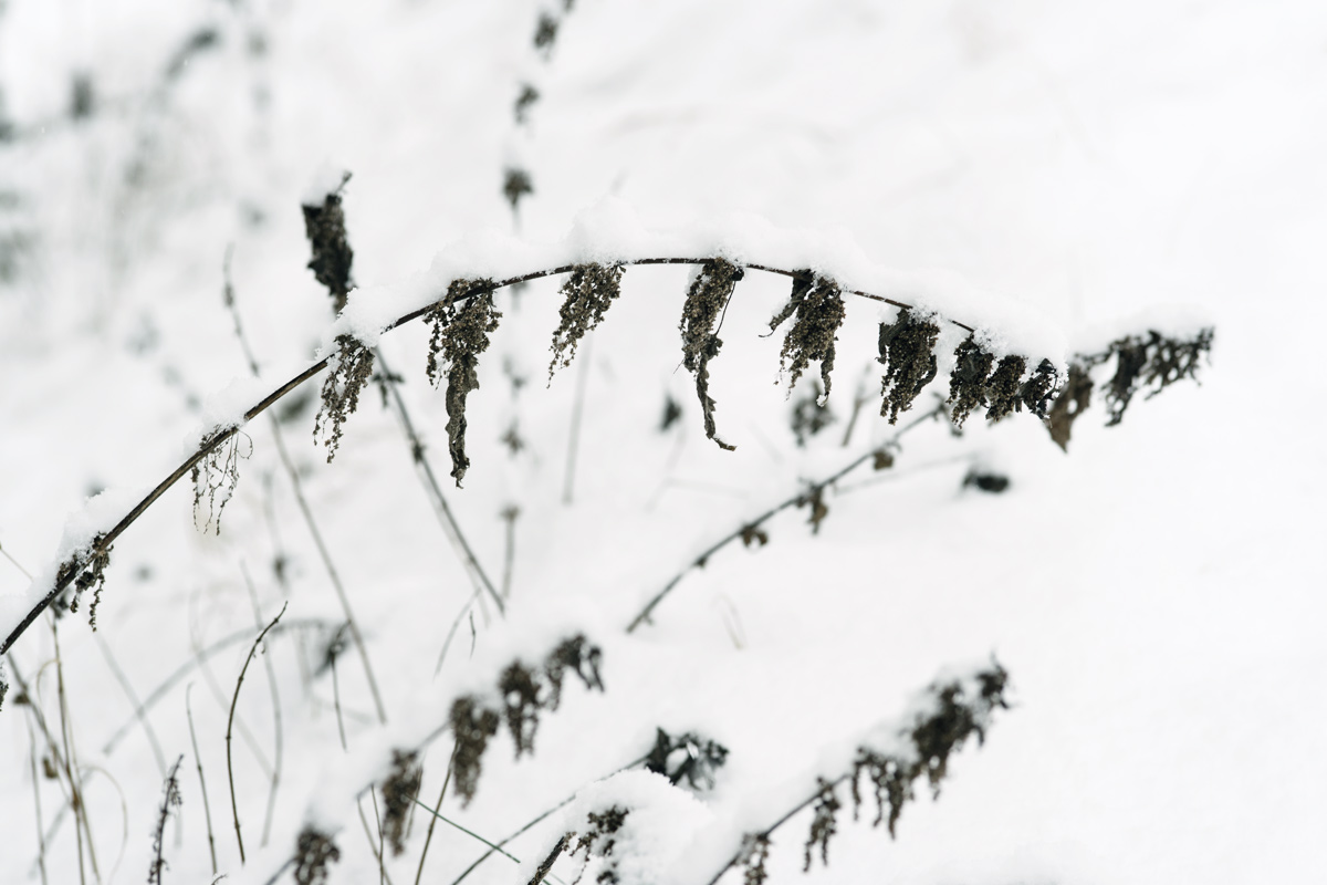 Jardin botanique de Neuchâtel – Hiver