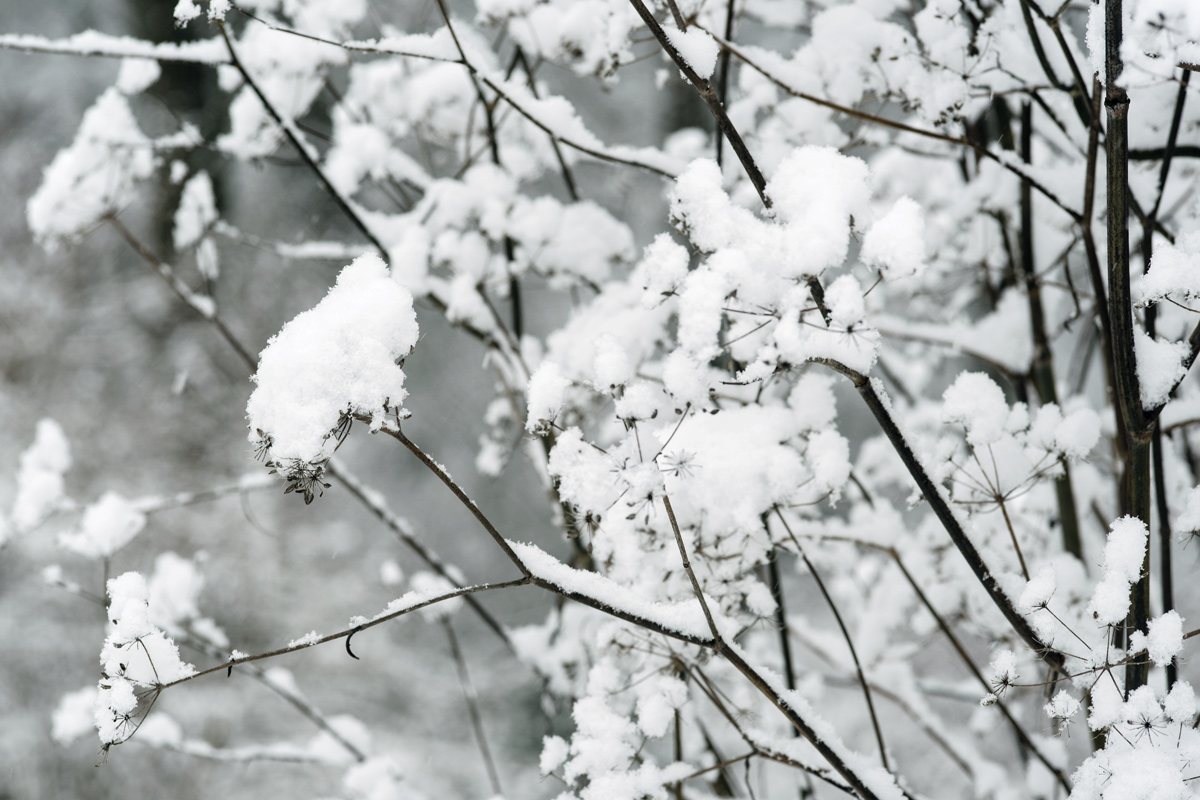 Jardin botanique de Neuchâtel – Hiver