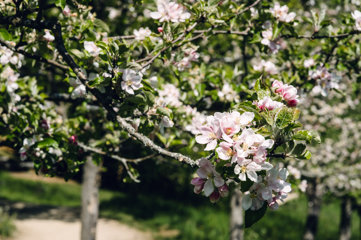 Jardin botanique de Neuchâtel – Printemps