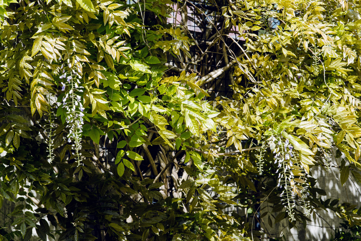 Jardin botanique de Neuchâtel – Printemps