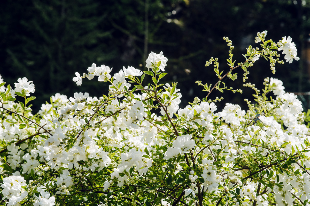 Jardin botanique de Neuchâtel – Printemps