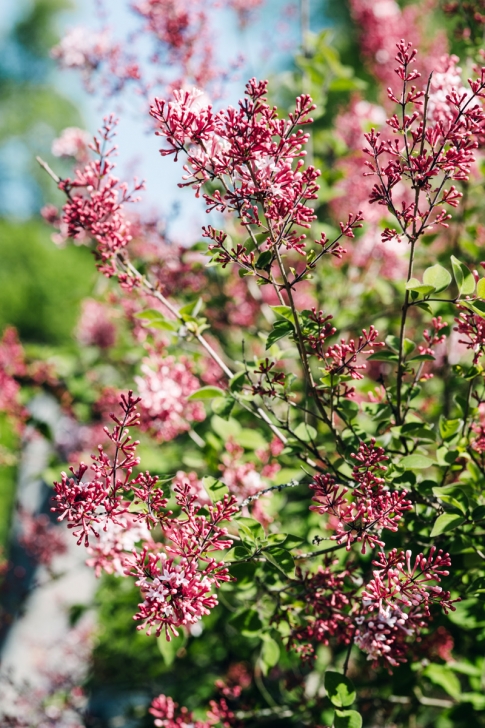 Jardin botanique de Neuchâtel – Printemps