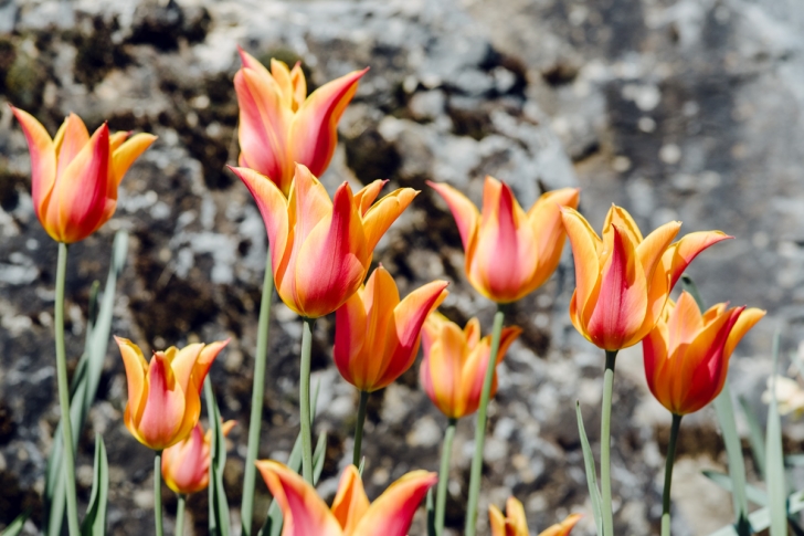 Jardin botanique de Neuchâtel – Printemps