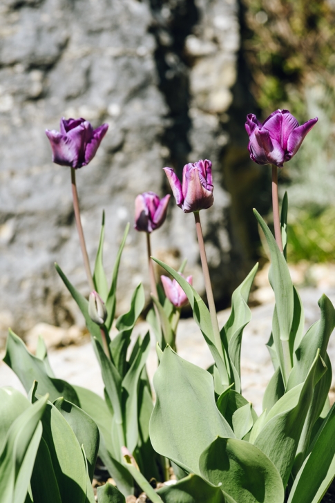 Jardin botanique de Neuchâtel – Printemps