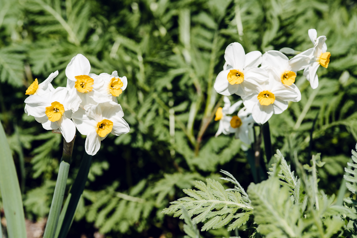 Jardin botanique de Neuchâtel – Printemps