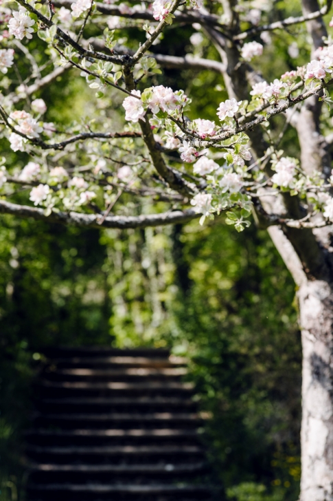 Jardin botanique de Neuchâtel – Printemps