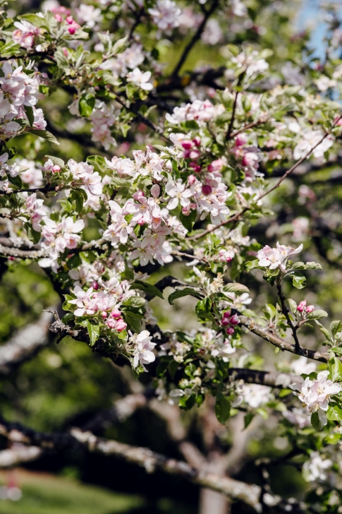 Jardin botanique de Neuchâtel – Printemps