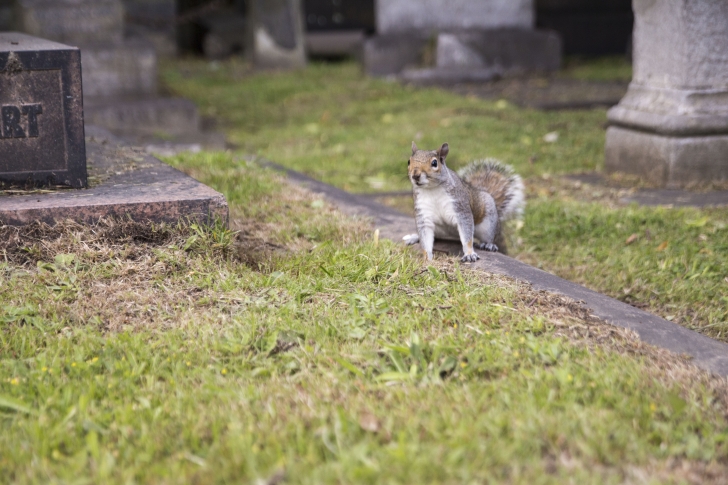 Brompton Cemetery – Lucky Mess