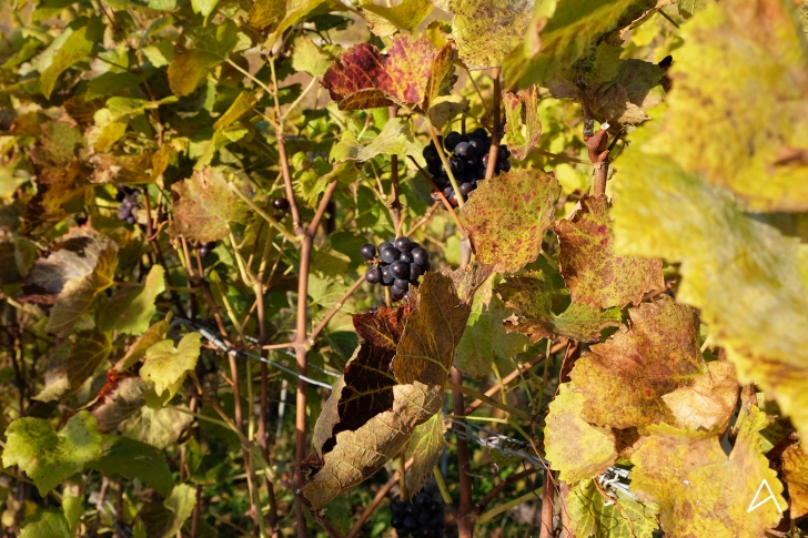 Balade aux couleurs automnales dans les vignes de Lavaux – Awwway