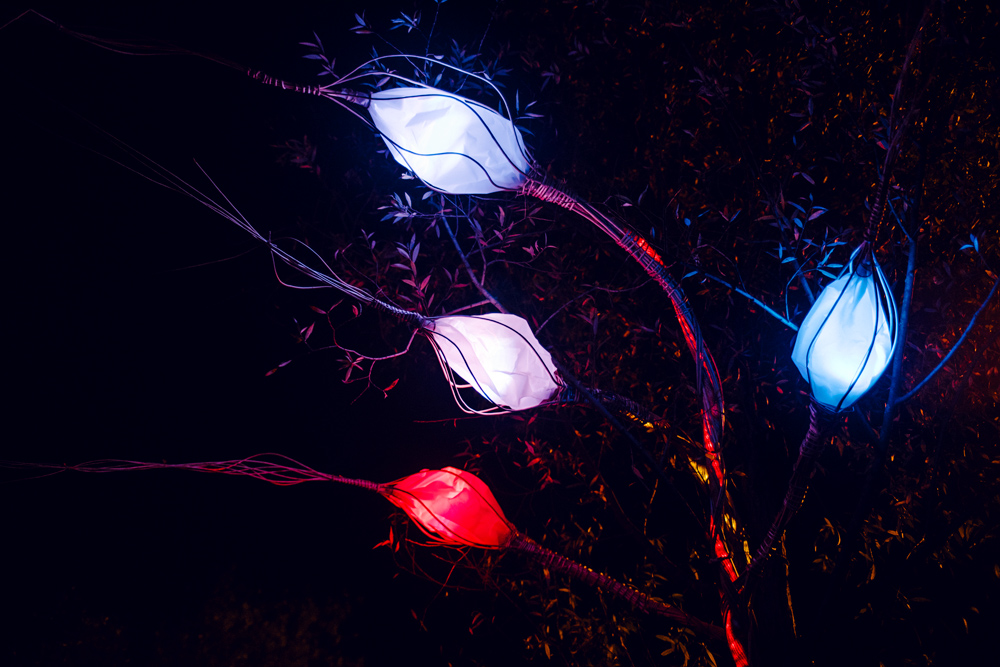 Fête des Lumières 2014 – Lumi’lierre