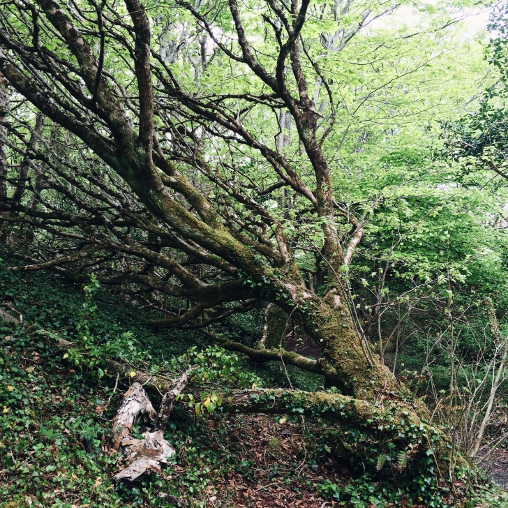Road trip en Irlande – La forêt enchantée de Derrynane House