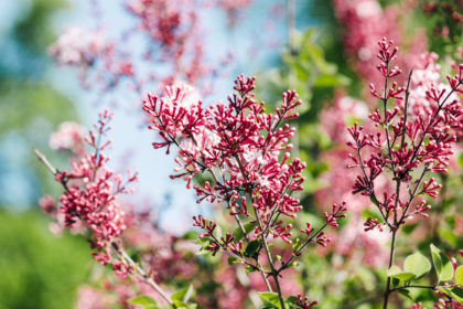 Jardin botanique de Neuchâtel – Printemps