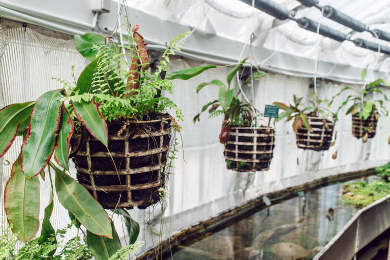 Le jardin botanique de Copenhague • L'Odeur du Café