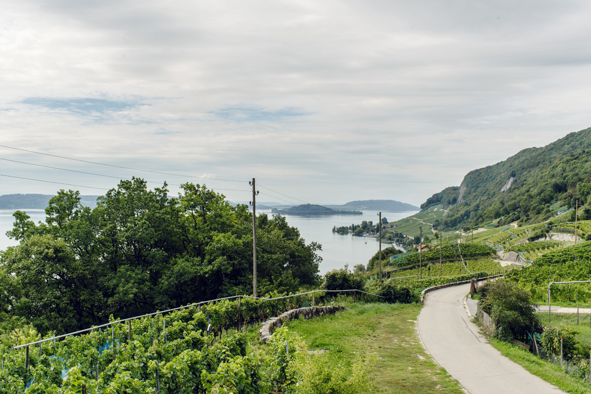 Vue sur le lac de Bienne et l'Île Saint-Pierre depuis le Chemin des Vignes