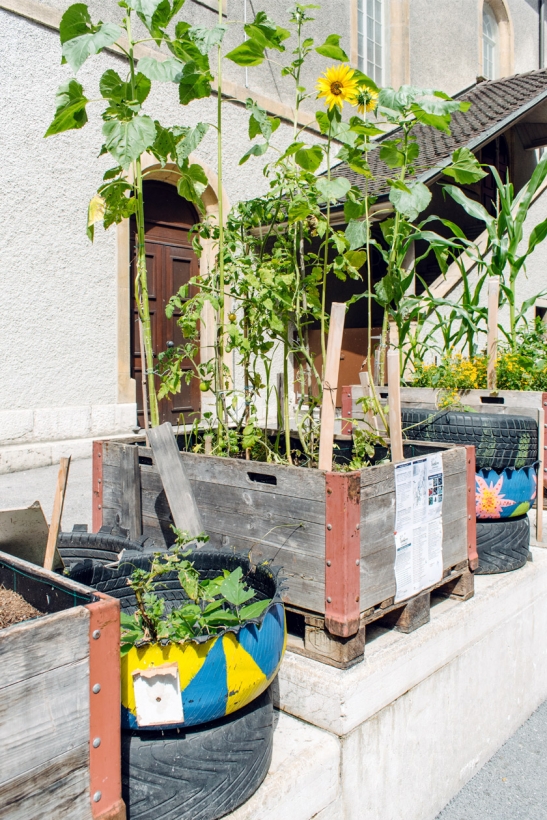 Les Incroyables Comestibles, bacs potagers au centre ville de Neuchâtel