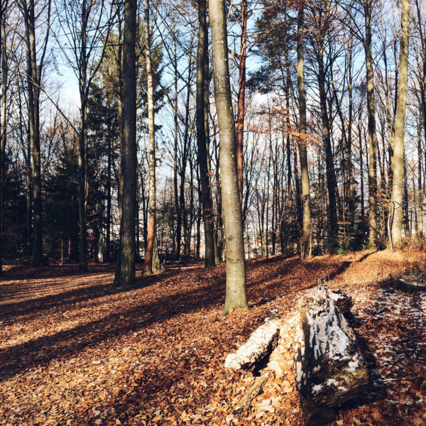 Balade hivernale dans la forêt