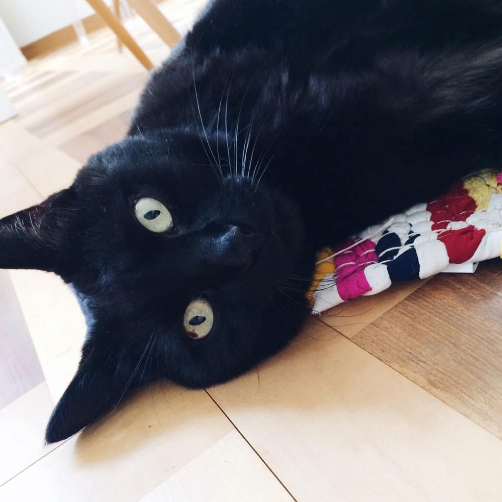 Mon joli chachat Renoir