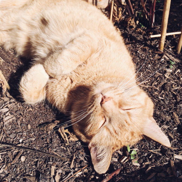 Le petit chat Dali heureuse de profiter du soleil dans son carré de terre