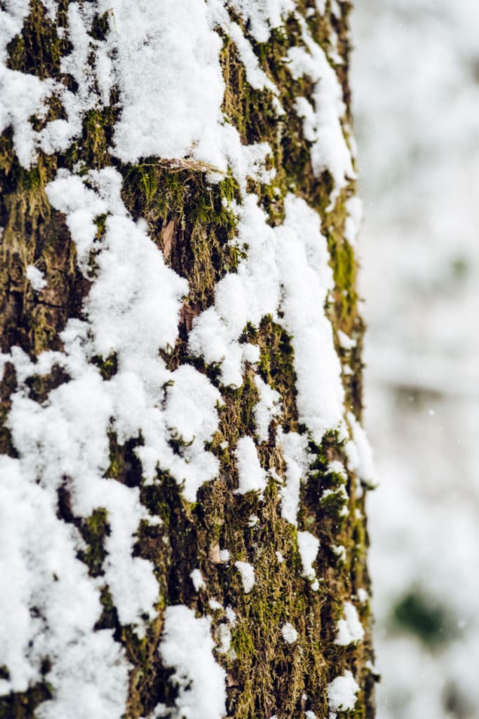 Bienne, balade dans la forêt sous la neige