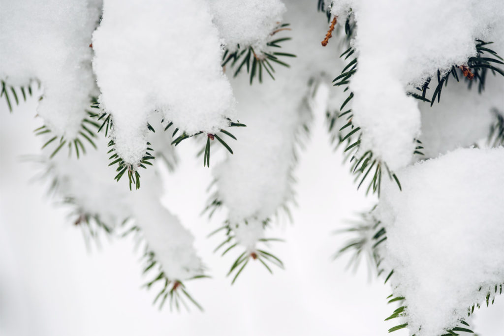 Bienne, balade dans la forêt sous la neige