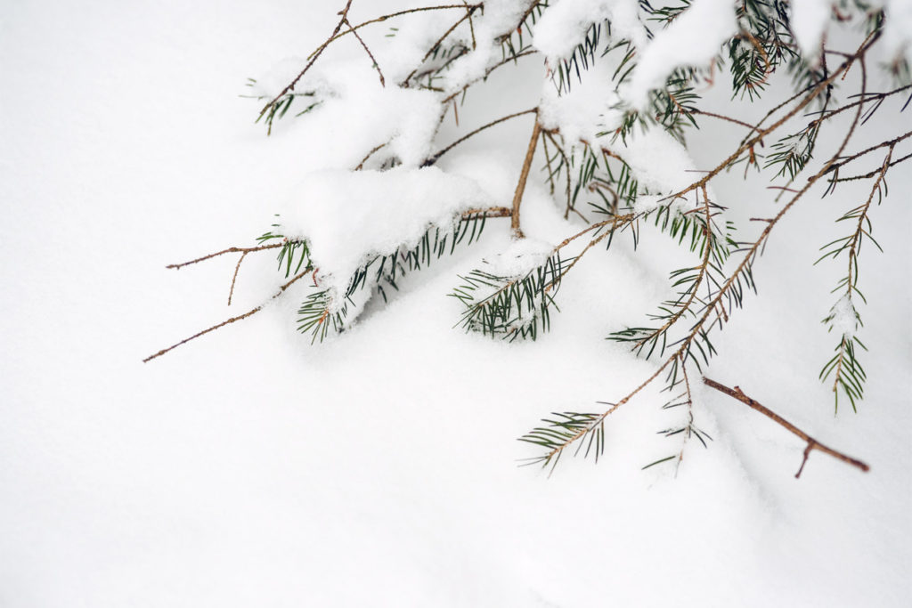 Bienne, balade dans la forêt sous la neige