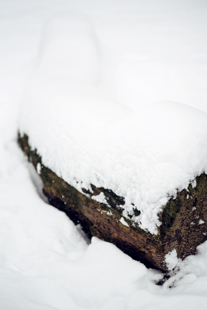 Bienne, balade dans la forêt sous la neige