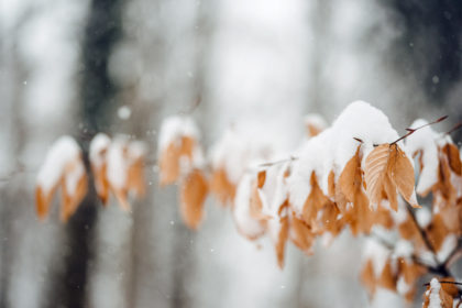 Bienne, balade dans la forêt sous la neige