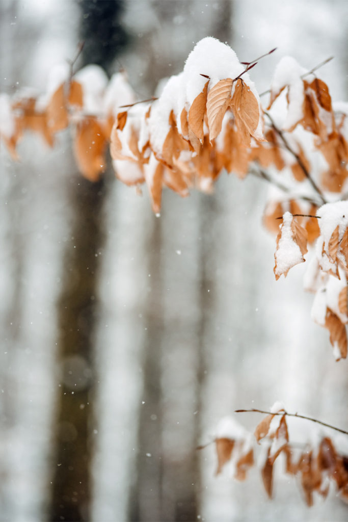 Bienne, balade dans la forêt sous la neige