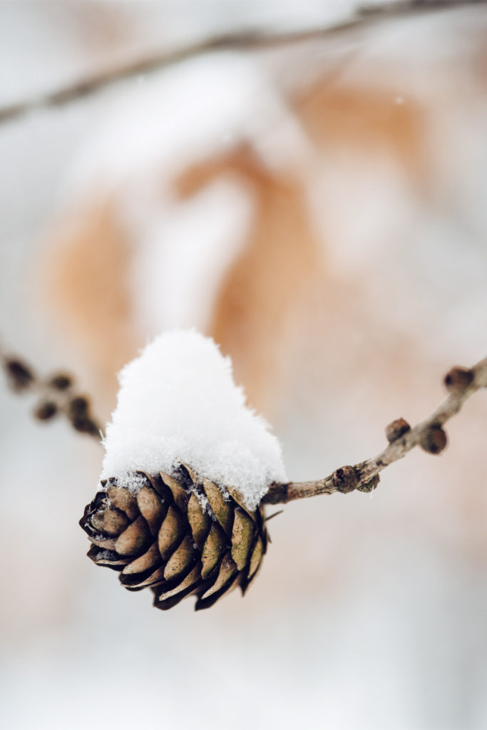 Bienne, balade dans la forêt sous la neige