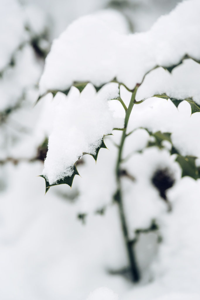 Bienne, balade dans la forêt sous la neige