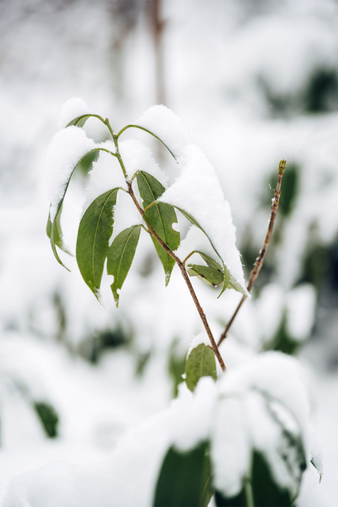 Bienne, balade dans la forêt sous la neige