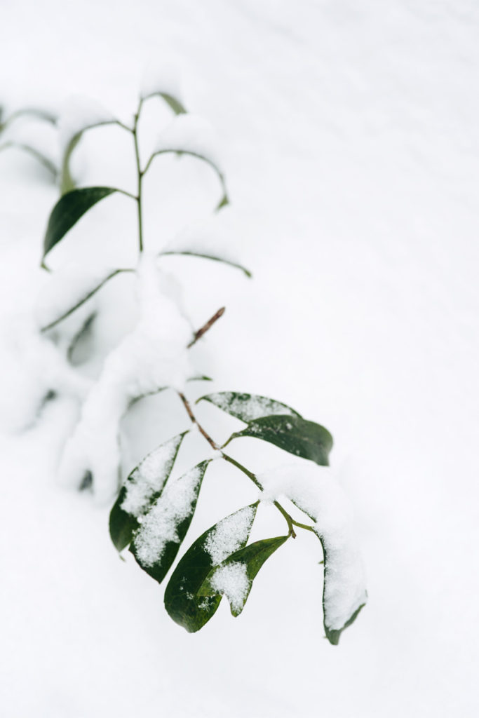 Bienne, balade dans la forêt sous la neige