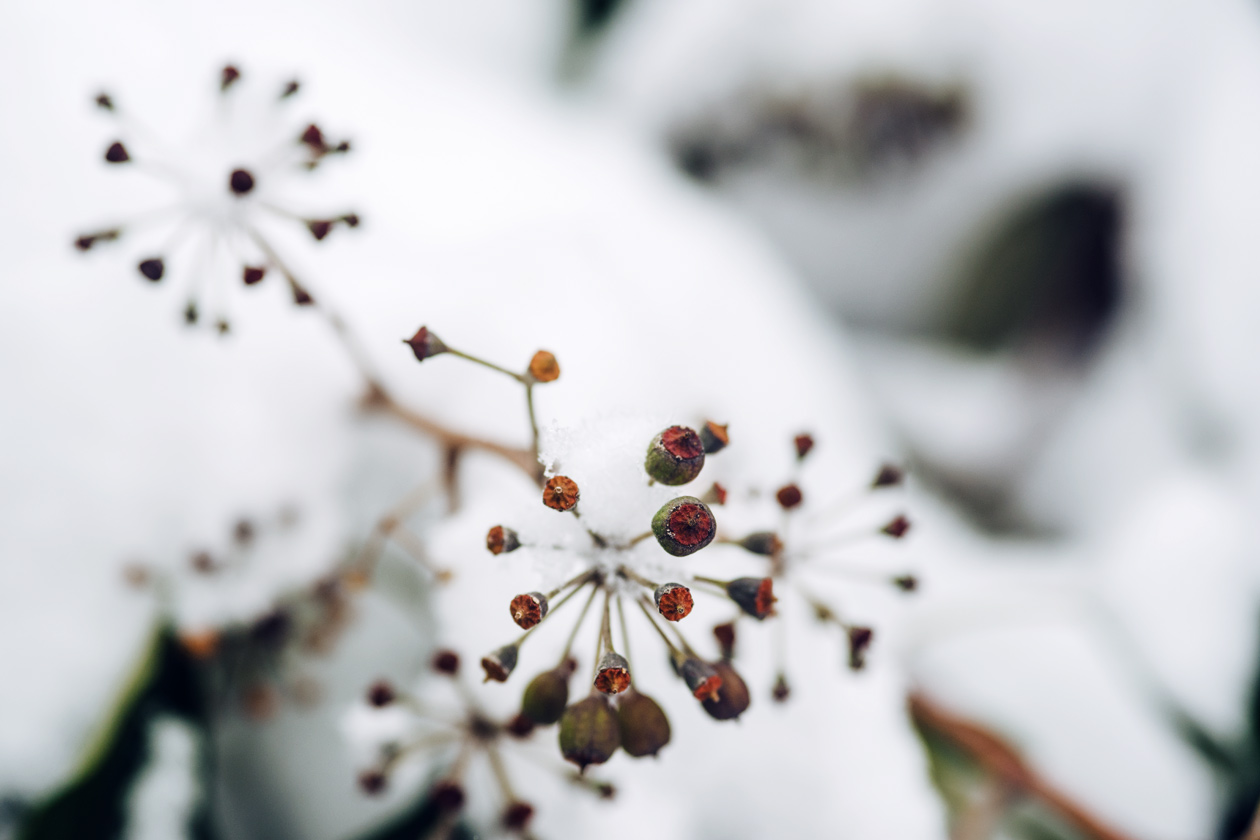 Bienne, balade dans la forêt sous la neige