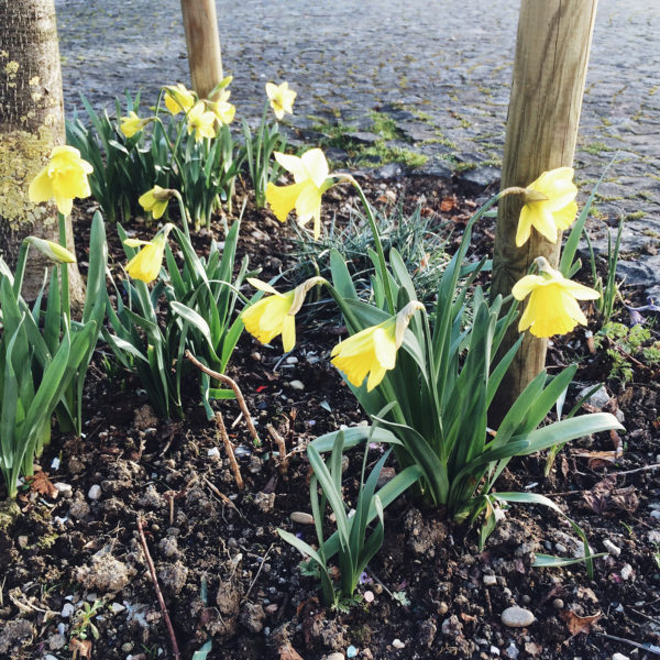 Les premières jonquilles du printemps