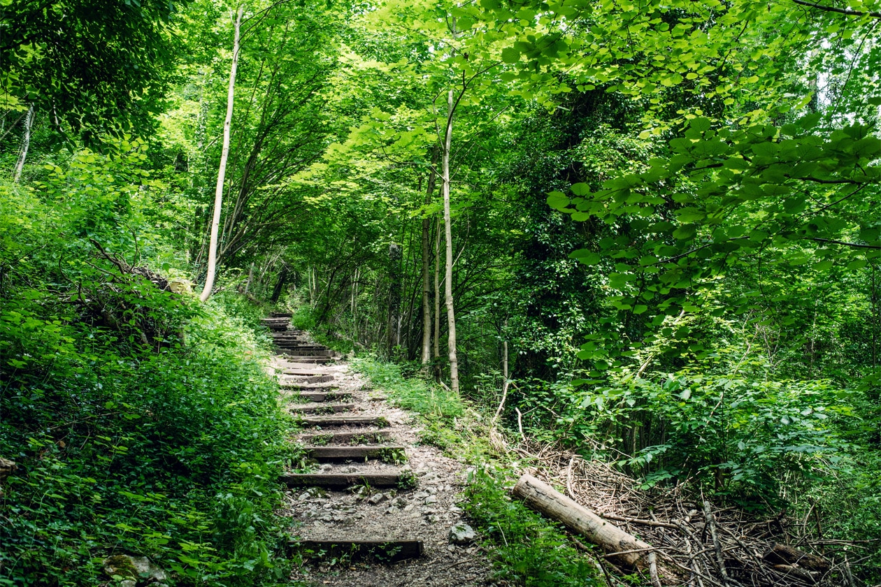 Montée dans la forêt jusqu'aux ruines du Château de Neu-Falkenstein