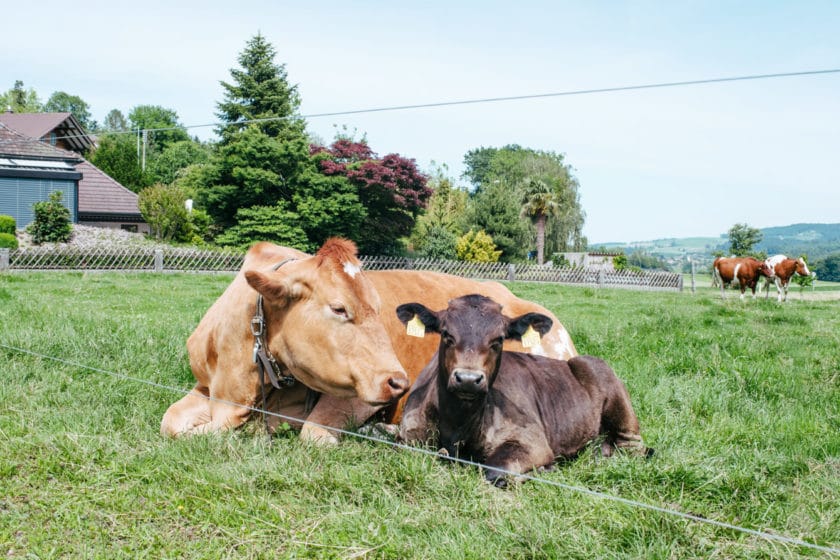 Piemo et Odessa, un jeune veau et une vache tous deux rescapés de l'industrie laitière et pensionnaires du Tierarche Seeland