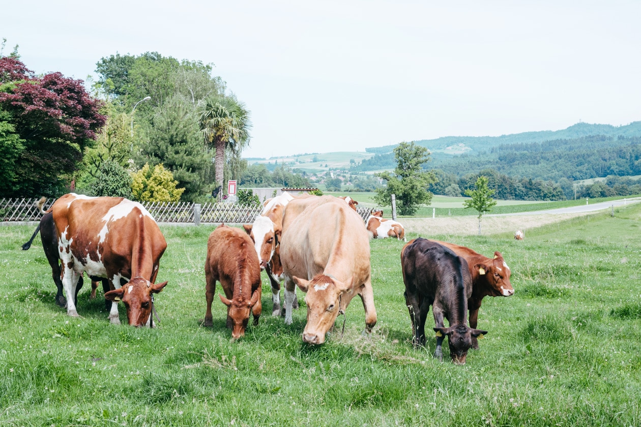 Les vaches rescapées du Tierarche Seeland