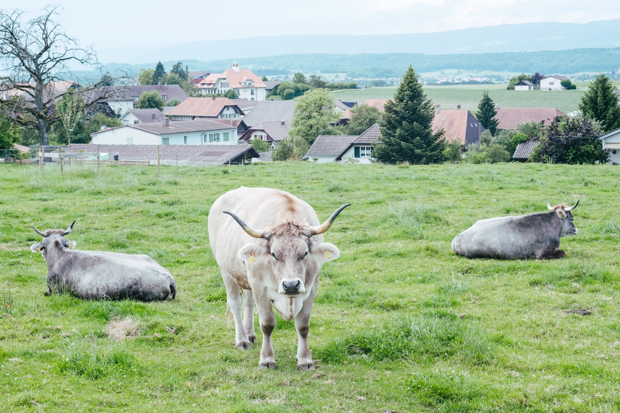 Les vaches rescapées du Tierarche Seeland