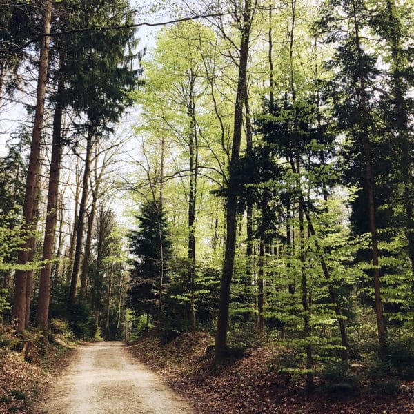 Balade en forêt