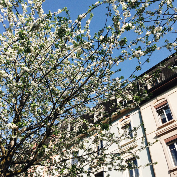 Les jolis arbres en fleurs le long du canal