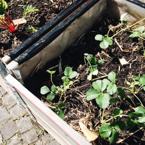 Bacs de potagers partagés à Bienne