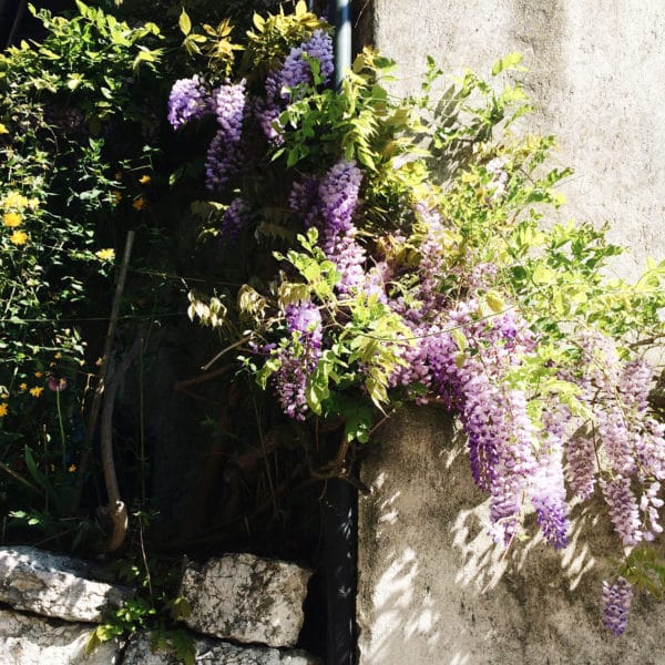 La jolie glycine dans les rues d'un petit village du bord du lac de Bienne