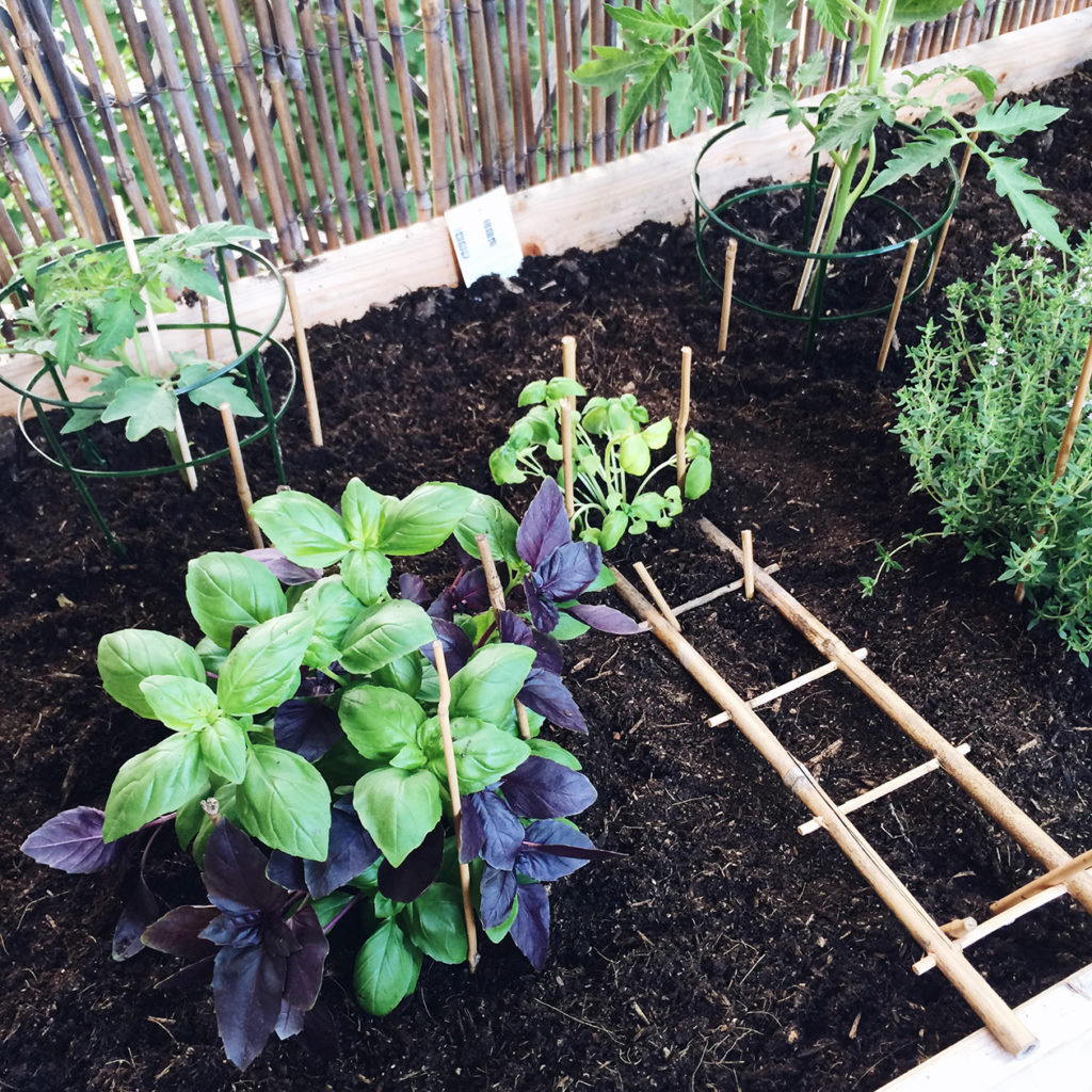 Mon petit potager de balcon