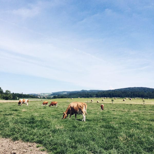 Les vaches libres du sanctuaire de Kallnach, dans le Seeland Bernois