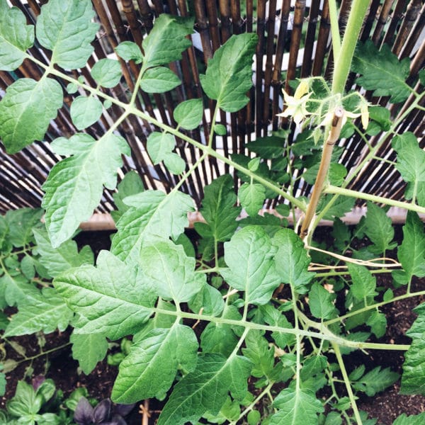 Le plant de tomates cerises a bien poussé !