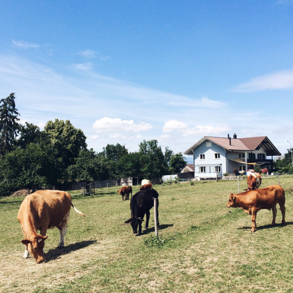 Les vaches libres du sanctuaire de Kallnach, dans le Seeland Bernois