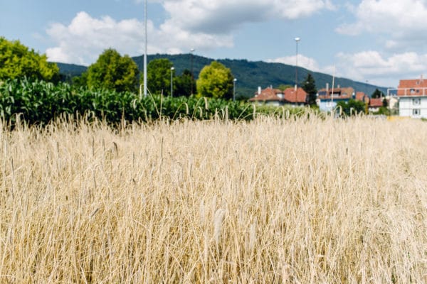 Terrain de la Gurzelen, Bienne – Champ de céréales