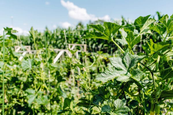 Terrain de la Gurzelen, Bienne – Champs de légumes